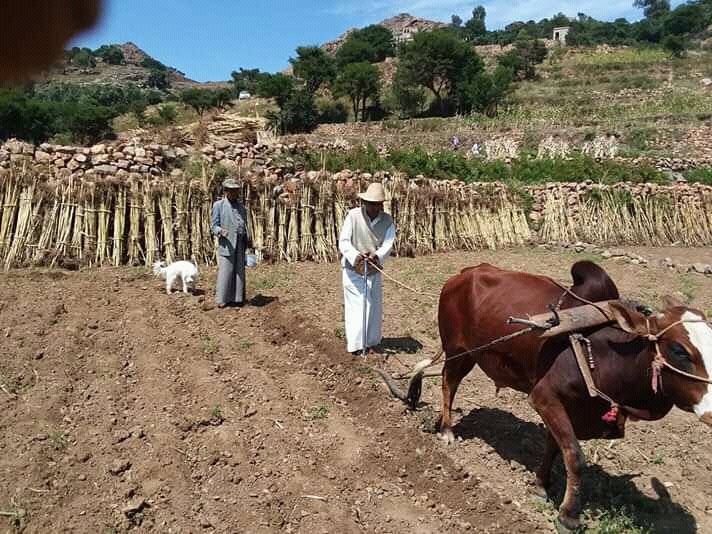 بدء الموسم الزراعي الشتوي في محافظة المحويت